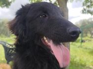 BRUNA 💚 ist bereit für eine Familie - Herxheim (Landau)