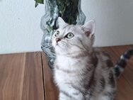 Bkh Kitten mit Stammbaum ab sofort - Müllheim Zentrum