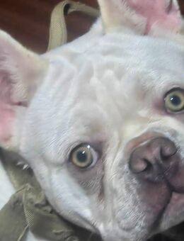 Französische Bulldoggen (6 Mon.) mit Stammbaum - Pulheim