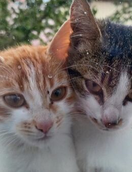 Katze Kätzchen 4 1/2 Monate - Gammelshausen