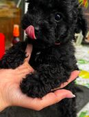 Tina sucht ihre Familie in 8635