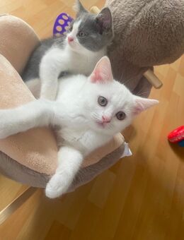 Kitten / Baby Katzen - Ahlen
