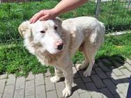 Sanfter Riese Denny sucht Zuhause - München