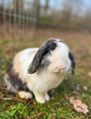 Minilop Rammler Zwergwidder Flopsy in 81377