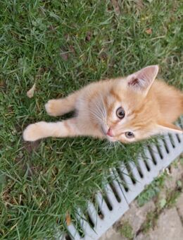 Junge Kater abzugeben - Mügeln