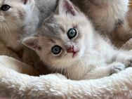 Reinrassige BKH Britisch Kurzhaar Kitten in Blue Golden Shaded suchen liebevolle Familie - Berlin
