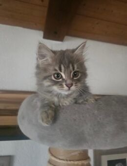 Norwegische Waldkatze Kater Kitten - Saaldorf-Surheim