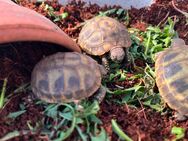 Griechische Landschildkröten Testudo hermanni - Lüneburg