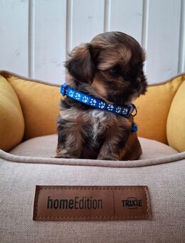 Zuckersüße Shorkie-Welpen (ShihTzu/Yorkshire) suchen ein Zuhause! - Schwarzenbek
