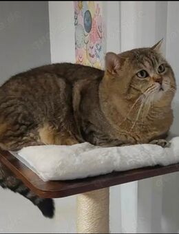 Britisch Kurzhaar Deckkater - Rüsselsheim