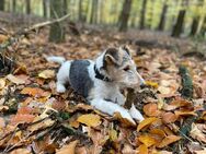 Zwei Kleine Drahthaar Foxterrier Rüden - Steyerberg