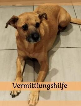 Ausgelassene MENA sucht Zuhause ❤️ - Saarbrücken