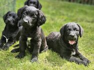 Wunderschöne Labrador Mix Welpen / Springador - Schwalmstadt Zentrum