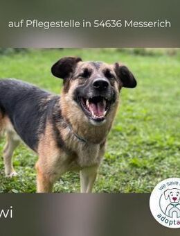 Lewi: stattlich, eleganter Rüde (in DE) - Kirchzell