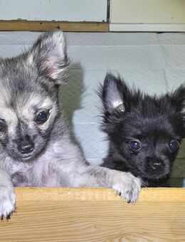 Chihuahua Welpen - Erfurt