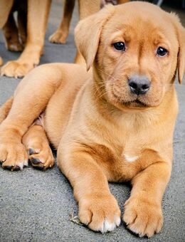 Labrador Foxred Welpen 4 Rüden - Molbergen