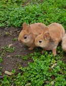 Liebes zahmes junges Zwergkaninchen Geschwisterpärchen Außenhaltung Farbenzwerge in 97318