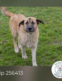 Chip 256413 sucht ein Zuhause - Kirchzell