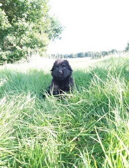 Schäferhund Neufundländer Mischlinge - Oldenburg