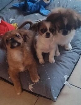 Welpen zu vergeben - Hesel