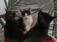 3 süße Babykatzen - Thalmassing