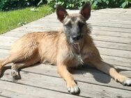 Molly ist ein Traumhündchen - Morsbach