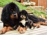 Tibet Dogge Do-khyi Welpen - Rosenberg (Regierungsbezirk Karlsruhe)