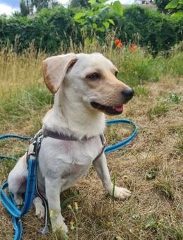 Minimann Eddi sucht seine Menschen - Hamburg