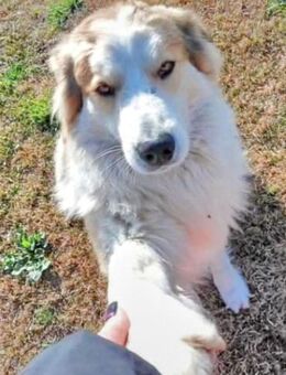 Vermittlungshilfe für Josef - Oberhausen