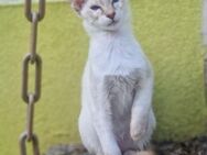 Hübsche Balinesen Kitten suchen ein neues Zuhause - Neuburg (Donau) Zentrum
