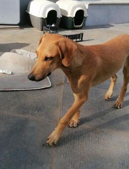 Pigna wartet auf seine Menschen - Untergriesbach