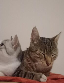 2 süsse baby Katzen - Offenbach (Main)