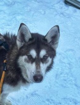 Oreo wartet auf PS in Herne! - Rosengarten (Niedersachsen)