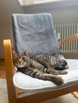 Kater Sammy sucht liebevolles Für-immer-Zuhause 🐾 - Isny (Allgäu)