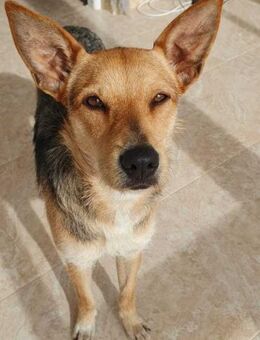 BONNIE - Ein Herz auf vier Pfoten - Karben