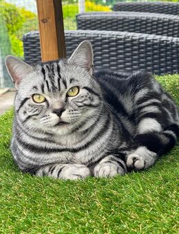 Deckkater BKH hat Termine frei - Odenthal
