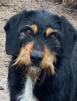 Bertha, geb. ca. 03/2023, GRIECHENLAND - Euskirchen