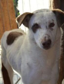 Ronny sucht ein behütetes Zuhause - München