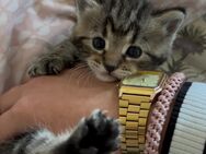 Katzenbaby abzugeben - Lossatal