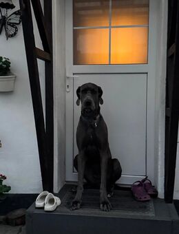 Deutsche Dogge Lilly (3 Jahre) sucht liebevolles Zuhause mit Zeit & Hundegesellschaft - Kloster Lehnin