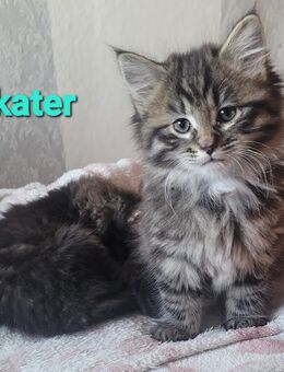Maine Coon Kuschelkitten - Bremerhaven