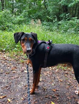 Bully, hübscher Ludogorsko Rüde - Herne Horsthausen