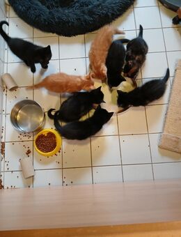 8 Maine-Coon-Mischlingskätzchen - Salzhemmendorf