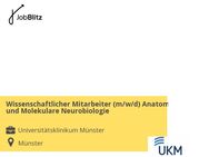 Wissenschaftlicher Mitarbeiter (m/w/d) Anatomie und Molekulare Neurobiologie - Münster