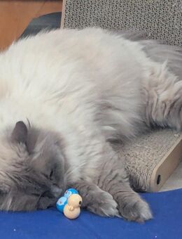 Ragdoll Mix - Dresden