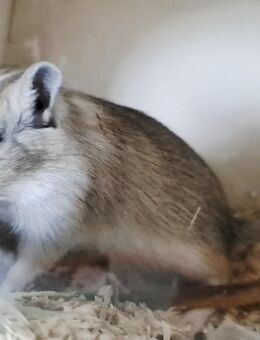 Pfiffige Agouti-Rennmaus sucht artgerechtes Zuhause – 9 Wochen alt - Weinheim
