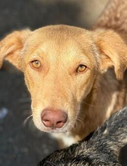 🌟Hilfe für liebevolle Winja gesucht🌟 - Eislingen (Fils)