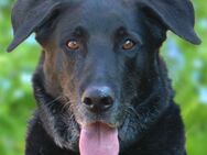 Baldur - Labrador-Schäfer-Mix - 8 Jahre - Tierhilfe Franken e.V. - Lauf (Pegnitz) Zentrum