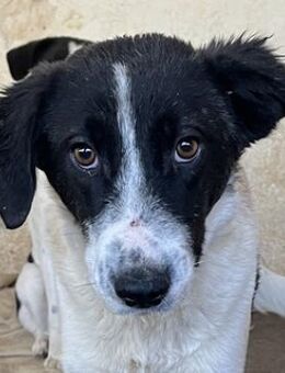 Niara, geb. ca. 03/2024, GRIECHENLAND - Euskirchen