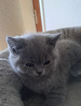 ❤️ 2 bkh kitten in blue/ männlich ❤️ - Meßkirch